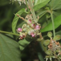 Flemingia macrophylla (Willd.) Kuntze ex Merr.